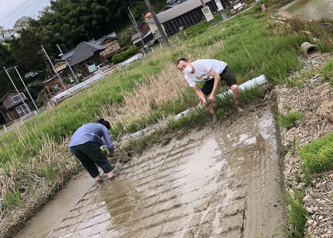 【新潟県弥彦市】田植えに行ってきました！