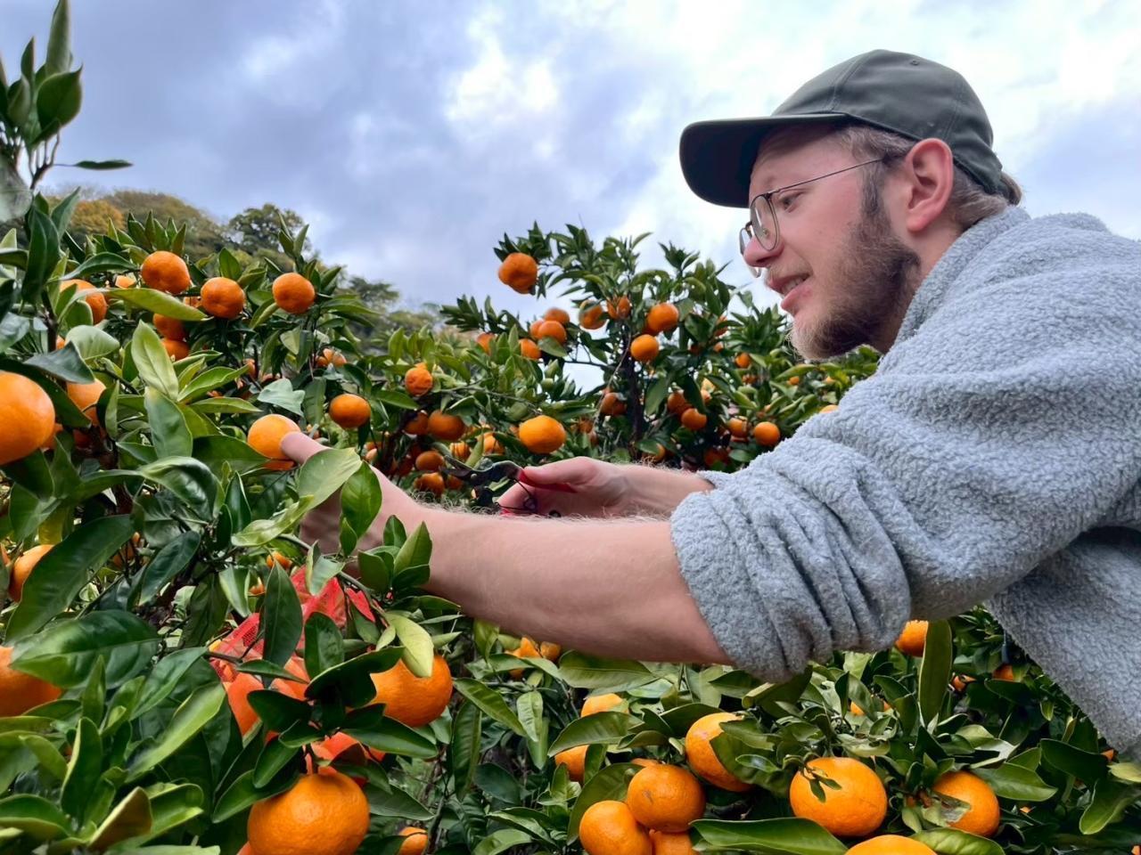 ▲急峻な山の斜面に段々畑が形成されみかん栽培が行われている。石垣があってこその段々畑。太陽と潮風をいっぱいに浴びたみかんの味は濃ゆーい！
